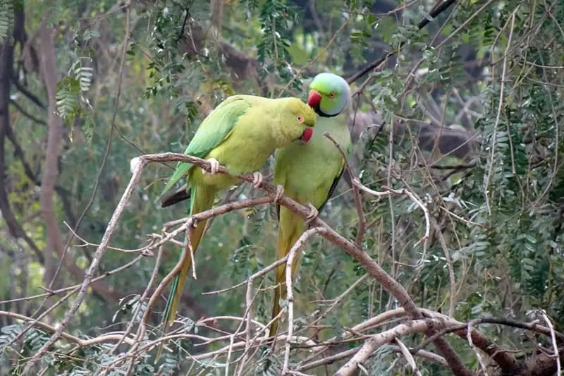 Couple perruche à collier 